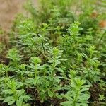 Galium verrucosum आदत