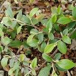 Cotoneaster franchetiiBlad