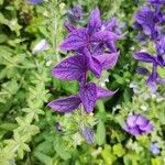 Salvia viridis Blomma