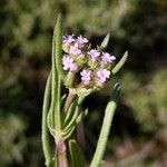 Valerianella eriocarpa Blüte