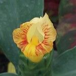 Costus pictus പുഷ്പം