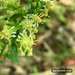 Solidago bicolor Λουλούδι
