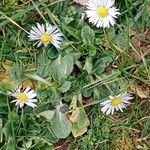 Bellis perennis 形态