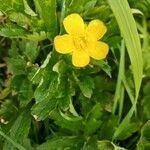 Ranunculus orthorhynchus Fleur