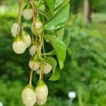 Styrax japonicus Fruto