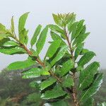 Myrica pubescens List