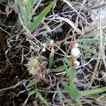 Cuscuta planiflora 花