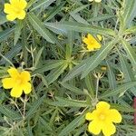 Ludwigia grandiflora Fula
