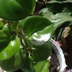 Peperomia serpens Frunză