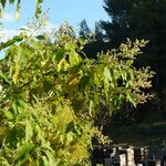 Buddleja cordata Flor