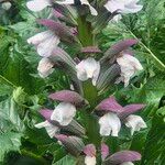 Acanthus spinosus Blüte