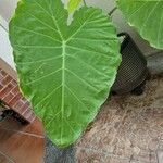 Colocasia gigantea Leaf