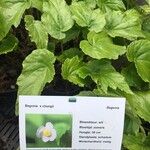 Begonia × chungii Hoja