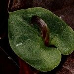 Corybas echinulus Blodyn