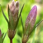 Gentianella amarella പുഷ്പം