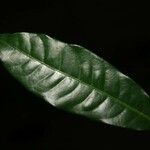 Iryanthera sagotiana List