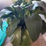 Aspidistra lurida List