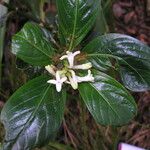 Chassalia gaertneroides Otro