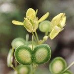 Biscutella lima Fruit