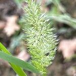 Gastridium ventricosum Hoja