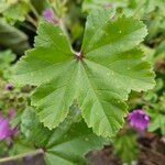 Malva setigera 葉