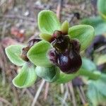 Ophrys bombyliflora Blüte