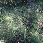 Equisetum telmateia 整株植物