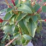 Cistus laurifolius برگ