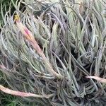 Tillandsia mitlaensis Flower