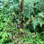 Veratrum nigrum 果実