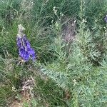 Aconitum napellusFlor