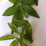 Rosa banksiae Leaf