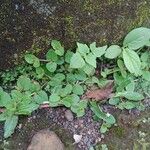 Vandellia diffusa Leaf