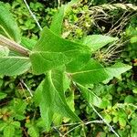 Verbascum lychnitis Blad