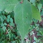 Polygonum virginianum List