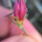 Convolvulus lineatus Flower