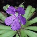 Pinguicula longifolia Flor