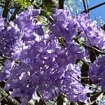 Jacaranda mimosifolia Blomma