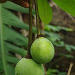 Monodora myristica Fruit