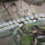 Bolusiella zenkeri Λουλούδι