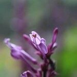 Thymus longiflorus Leaf