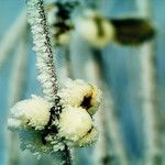 Symphoricarpos albus Fruchs