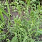 Achillea millefoliumBlad