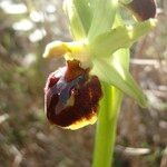 Ophrys arachnitiformis മറ്റ്