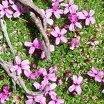 Silene acaulis ফুল