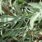 Centaurea collina Leaf