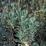 Parthenium argentatum Агульны выгляд