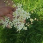 Filipendula vulgaris Квітка