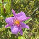 Clappertonia ficifolia Leht