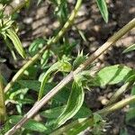 Stachys annua Folla